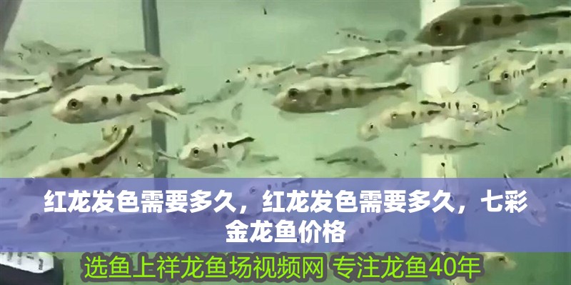 紅龍發色需要多久，紅龍發色需要多久，七彩金龍魚價格