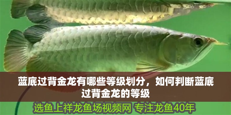 藍底過背金龍有哪些等級劃分，如何判斷藍底過背金龍的等級