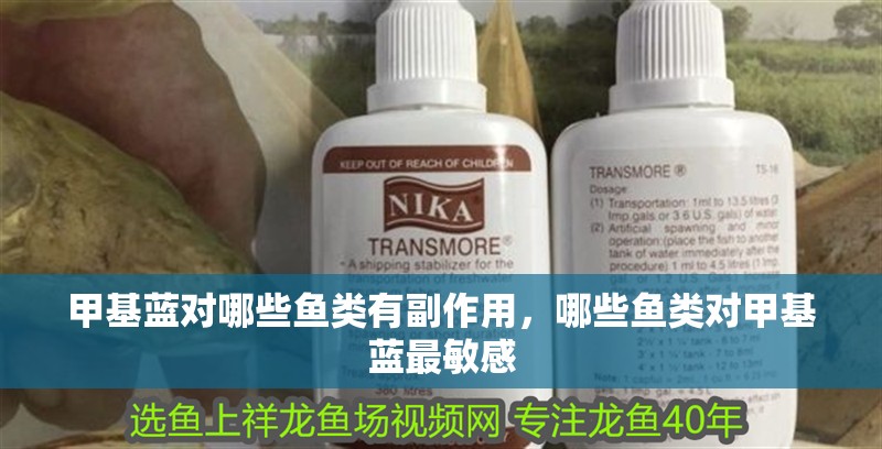 甲基藍對哪些魚類有副作用，哪些魚類對甲基藍最敏感