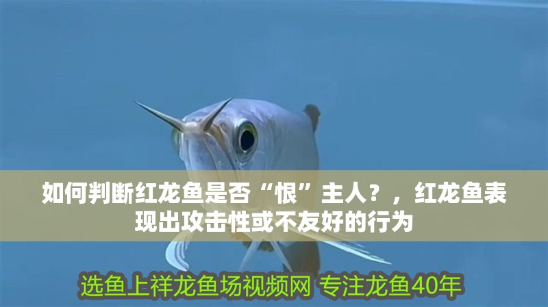 如何判斷紅龍魚是否“恨”主人？，紅龍魚表現出攻擊性或不友好的行為
