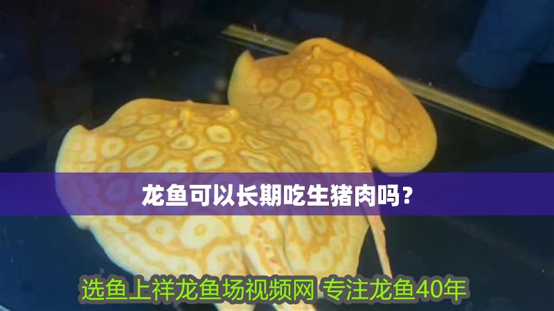 龍魚可以長期吃生豬肉嗎？