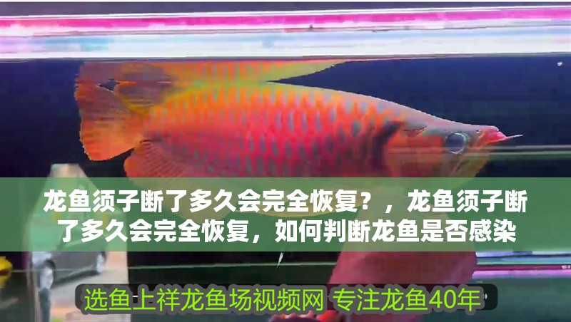 龍魚須子斷了多久會完全恢復？，龍魚須子斷了多久會完全恢復，如何判斷龍魚是否感染