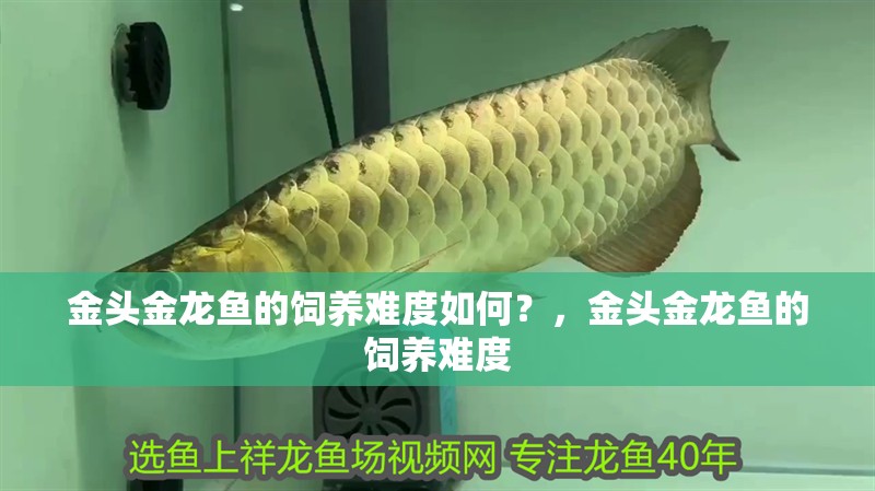 金頭金龍魚的飼養難度如何？，金頭金龍魚的飼養難度