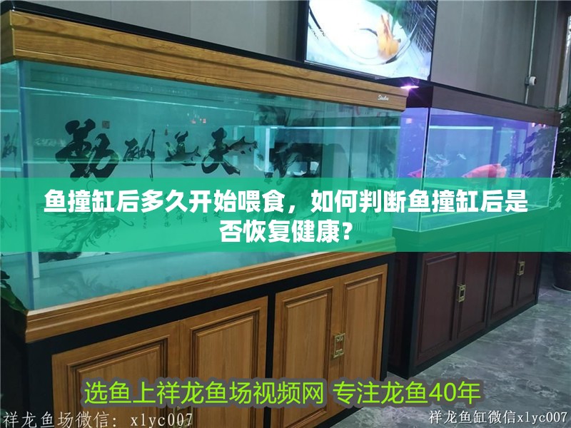 魚撞缸后多久開始喂食，如何判斷魚撞缸后是否恢復健康？