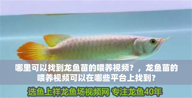 哪里可以找到龍魚苗的喂養(yǎng)視頻？，龍魚苗的喂養(yǎng)視頻可以在哪些平臺上找到？