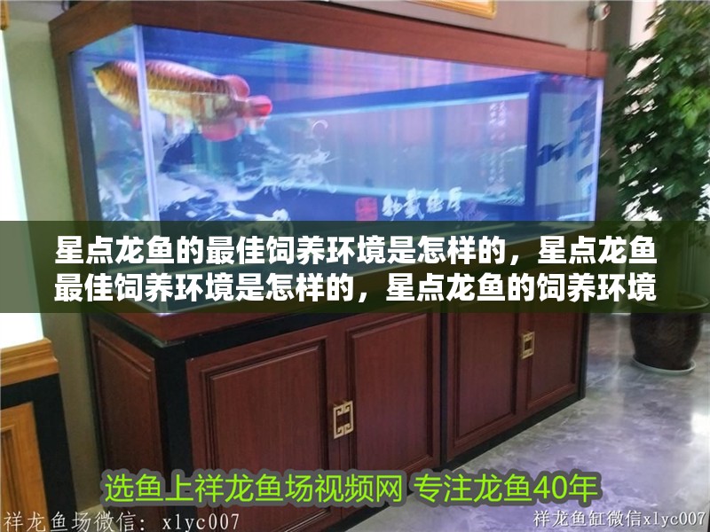 星點龍魚的最佳飼養環境是怎樣的，星點龍魚最佳飼養環境是怎樣的，星點龍魚的飼養環境
