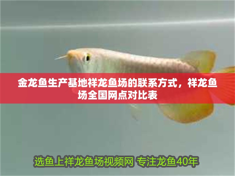 金龍魚生產(chǎn)基地祥龍魚場(chǎng)的聯(lián)系方式，祥龍魚場(chǎng)全國(guó)網(wǎng)點(diǎn)對(duì)比表