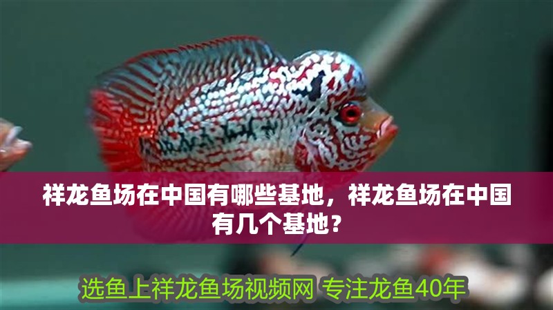 祥龍魚場在中國有哪些基地，祥龍魚場在中國有幾個基地？