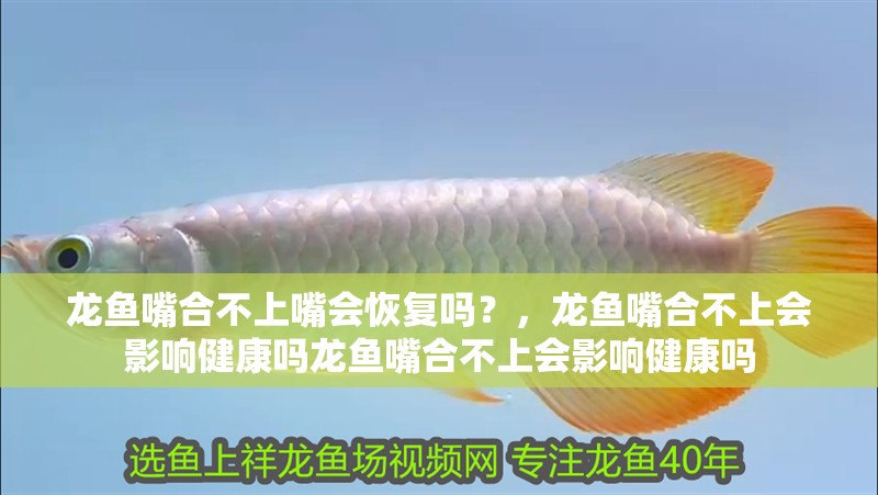 龍魚嘴合不上嘴會恢復嗎？，龍魚嘴合不上會影響健康嗎龍魚嘴合不上會影響健康嗎