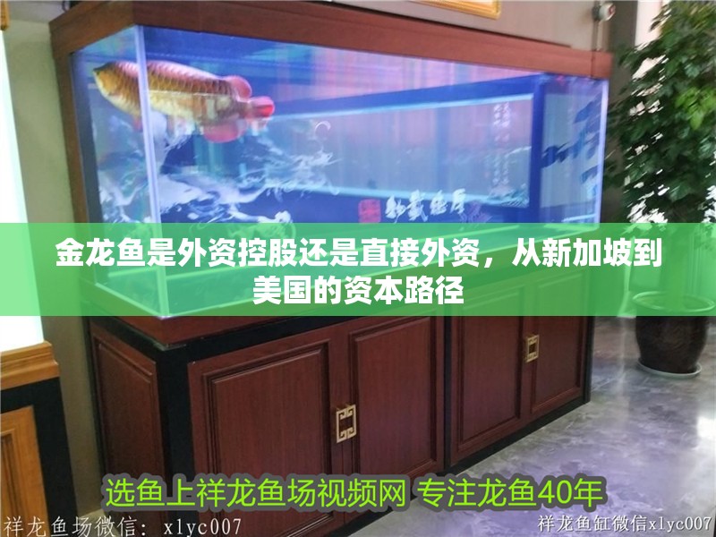 金龍魚是外資控股還是直接外資，從新加坡到美國的資本路徑