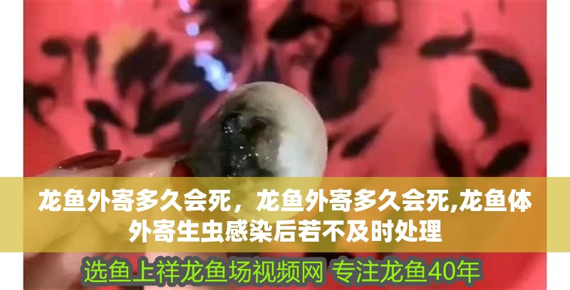 龍魚外寄多久會死，龍魚外寄多久會死,龍魚體外寄生蟲感染后若不及時處理