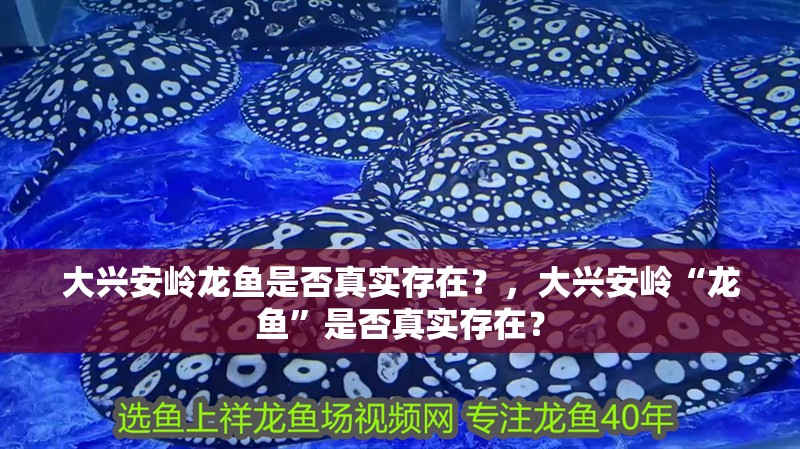 大興安嶺龍魚是否真實存在？，大興安嶺“龍魚”是否真實存在？