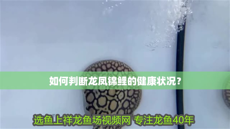 如何判斷龍鳳錦鯉的健康狀況？