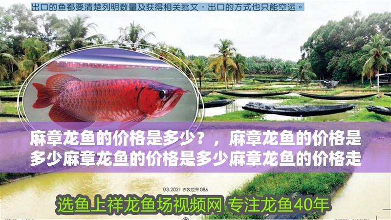 麻章龍魚的價格是多少？，麻章龍魚的價格是多少麻章龍魚的價格是多少麻章龍魚的價格走勢