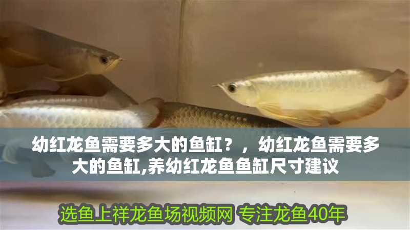 幼紅龍魚需要多大的魚缸？，幼紅龍魚需要多大的魚缸,養幼紅龍魚魚缸尺寸建議
