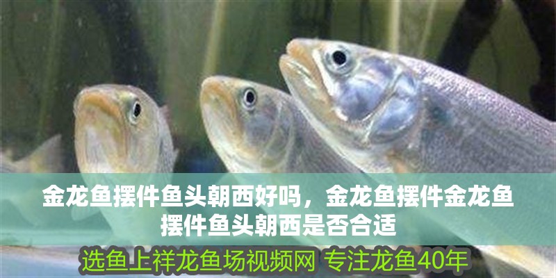 金龍魚擺件魚頭朝西好嗎，金龍魚擺件金龍魚擺件魚頭朝西是否合適