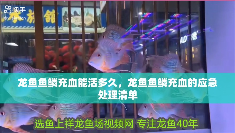 龍魚魚鱗充血能活多久，龍魚魚鱗充血的應急處理清單