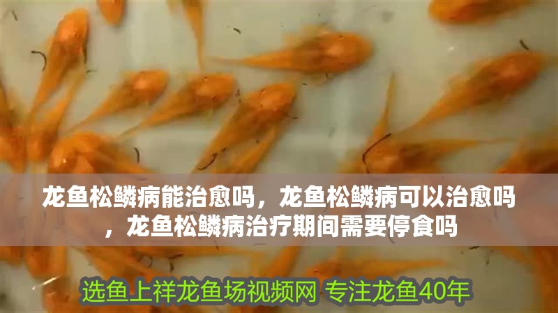 龍魚松鱗病能治愈嗎，龍魚松鱗病可以治愈嗎，龍魚松鱗病治療期間需要停食嗎
