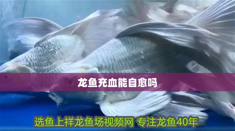龍魚充血能自愈嗎