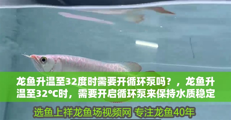 龍魚升溫至32度時需要開循環泵嗎？，龍魚升溫至32℃時，需要開啟循環泵來保持水質穩定和溶氧量