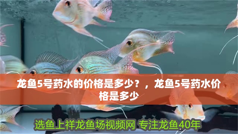 龍魚5號(hào)藥水的價(jià)格是多少？，龍魚5號(hào)藥水價(jià)格是多少