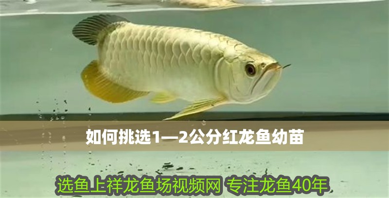 如何挑選1—2公分紅龍魚幼苗