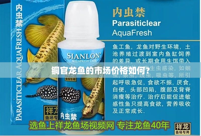銅官龍魚的市場價格如何？