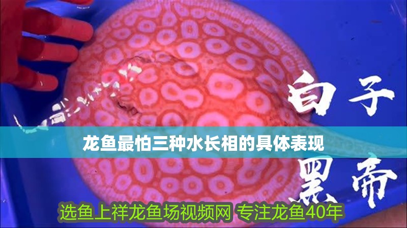 龍魚最怕三種水長相的具體表現