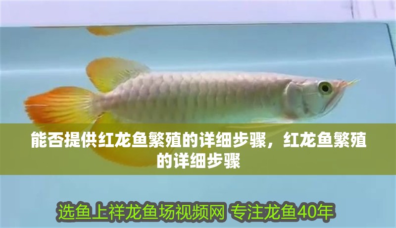 能否提供紅龍魚繁殖的詳細(xì)步驟，紅龍魚繁殖的詳細(xì)步驟