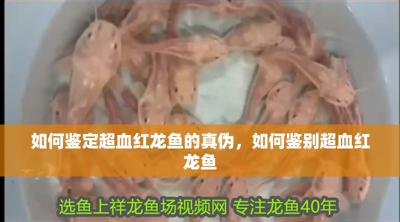 如何鑒定超血紅龍魚的真?zhèn)危绾舞b別超血紅龍魚