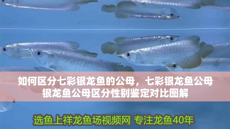 如何區分七彩銀龍魚的公母，七彩銀龍魚公母銀龍魚公母區分性別鑒定對比圖解