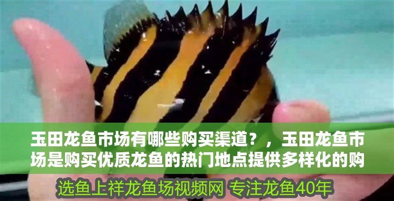 玉田龍魚市場有哪些購買渠道？，玉田龍魚市場是購買優(yōu)質(zhì)龍魚的熱門地點提供多樣化的購買渠道