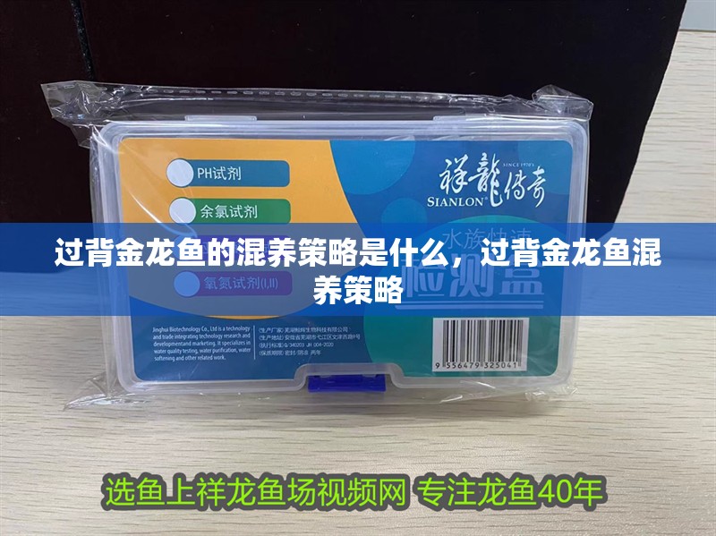 過背金龍魚的混養(yǎng)策略是什么，過背金龍魚混養(yǎng)策略