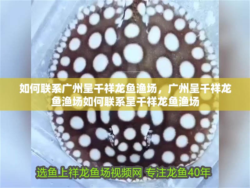 如何聯(lián)系廣州呈千祥龍魚漁場，廣州呈千祥龍魚漁場如何聯(lián)系呈千祥龍魚漁場