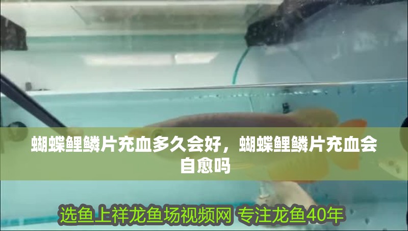 蝴蝶鯉鱗片充血多久會好，蝴蝶鯉鱗片充血會自愈嗎