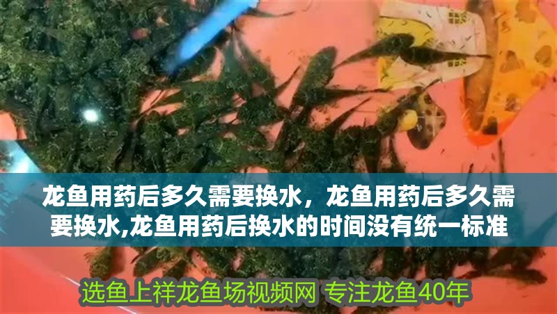 龍魚用藥后多久需要換水，龍魚用藥后多久需要換水,龍魚用藥后換水的時間沒有統一標準