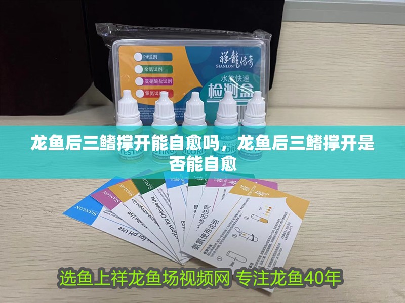 龍魚后三鰭撐開能自愈嗎，龍魚后三鰭撐開是否能自愈