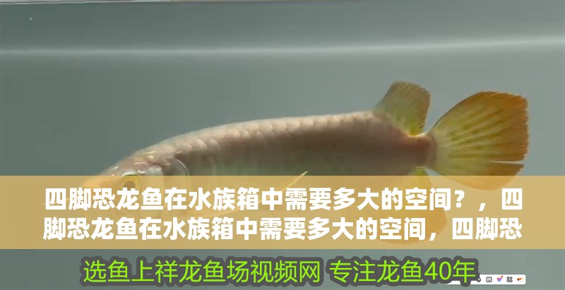 四腳恐龍魚在水族箱中需要多大的空間？，四腳恐龍魚在水族箱中需要多大的空間，四腳恐龍魚飼養設備清單