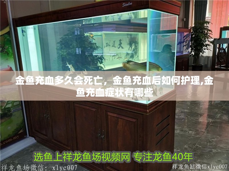 金魚充血多久會死亡，金魚充血后如何護理,金魚充血癥狀有哪些