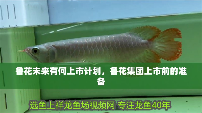 魯花未來有何上市計劃，魯花集團上市前的準備