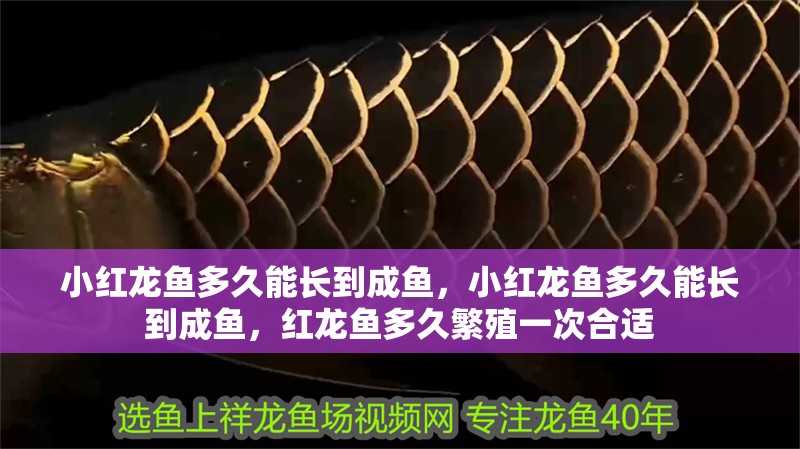 小紅龍魚多久能長到成魚，小紅龍魚多久能長到成魚，紅龍魚多久繁殖一次合適