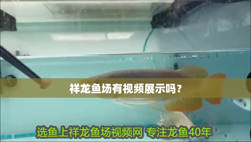 祥龍魚場有視頻展示嗎？