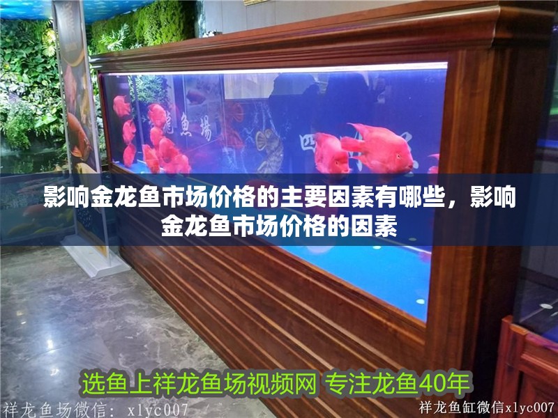 影響金龍魚市場價(jià)格的主要因素有哪些，影響金龍魚市場價(jià)格的因素