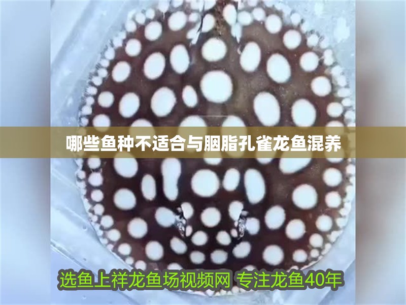 哪些魚種不適合與胭脂孔雀龍魚混養