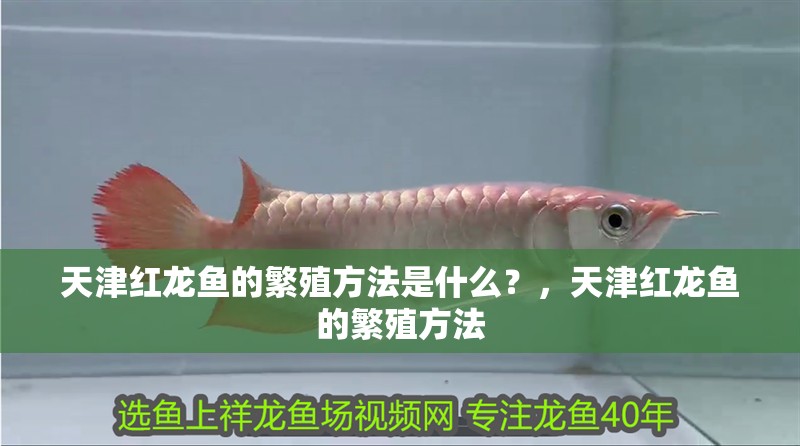 天津紅龍魚的繁殖方法是什么？，天津紅龍魚的繁殖方法