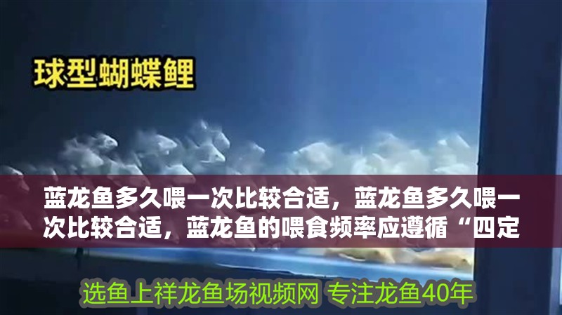 藍龍魚多久喂一次比較合適，藍龍魚多久喂一次比較合適，藍龍魚的喂食頻率應遵循“四定”原則