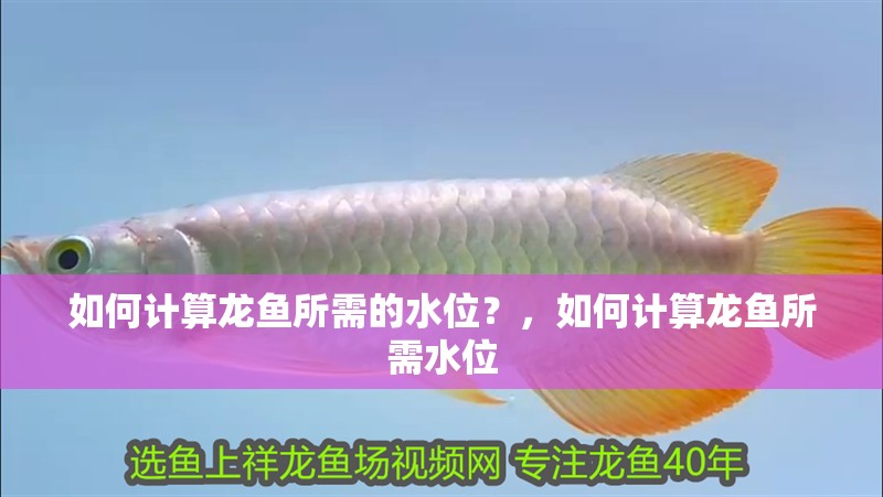 如何計算龍魚所需的水位？，如何計算龍魚所需水位