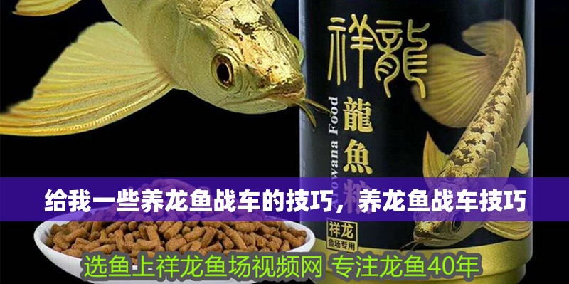 給我一些養(yǎng)龍魚戰(zhàn)車的技巧，養(yǎng)龍魚戰(zhàn)車技巧