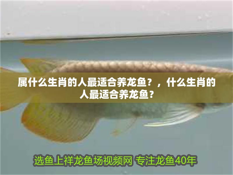 屬什么生肖的人最適合養龍魚？，什么生肖的人最適合養龍魚？