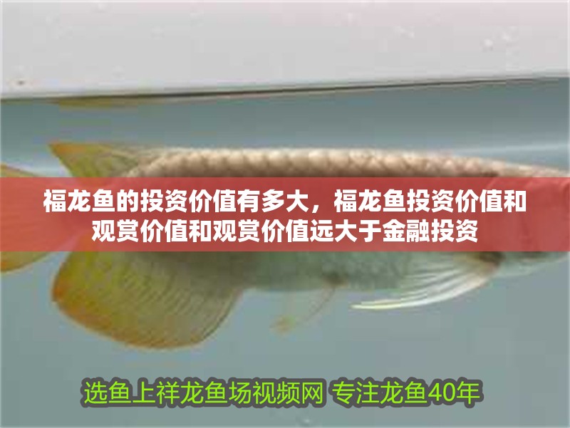 福龍魚的投資價值有多大，福龍魚投資價值和觀賞價值和觀賞價值遠大于金融投資